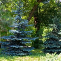 Природа ботанического сада :: Валентин Семчишин
