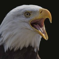 Bold eagle :: Al Pashang 