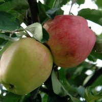 Два яблока :: Игорь Шевердин