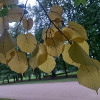 Осенние листья :: Сапсан 