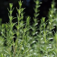 Rosmarinus officinalis Розмарин лекарственный :: wea *