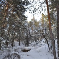 Зима...Каркаралинский лес.Морозец. :: Андрей Хлопонин