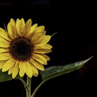 Sunflower :: Al Pashang 
