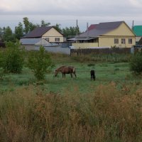 Кобыла и жеребенок пасутся на на зеленом лугу :: Рустам Ягафаров