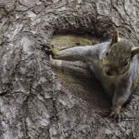 Squirrel :: Al Pashang 
