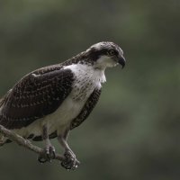 Osprey :: Al Pashang 