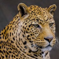 Leopard :: Al Pashang 