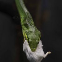 Red-tailed green ratsnake :: Al Pashang 