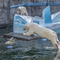 показательный прыжок :: аркадий 