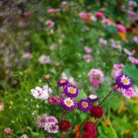 Клумба цветов в парке :: Светлана Мишенёва