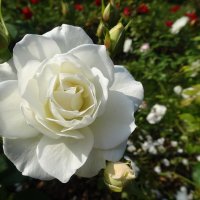 Белая роза :: Лидия Бусурина