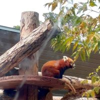 Красная панда :: Ольга Довженко