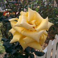 Жёлтая роза за забором. :: Светлана Хращевская