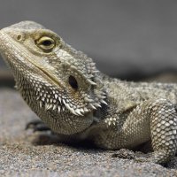 Central bearded dragon :: Al Pashang 