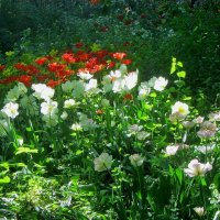 .. солнечная полянка с тюльпанами  в Аптекарском огороде.. :: galalog galalog