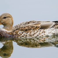 Mallard duck :: Al Pashang 