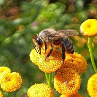 Пчёлка на пижме и не одна. :: Ирина Полунина