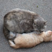 Мама-кошка вылизывает слабого котенка :: Gen Vel