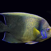 fish :: Al Pashang 