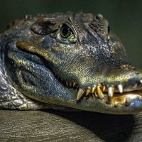 крокодил :: аркадий 