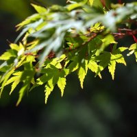 В солнечном свете Acer palmatum Японский клён :: wea *