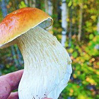 Сентябрь...Белый гриб с Оленьего острова! :: Владимир 