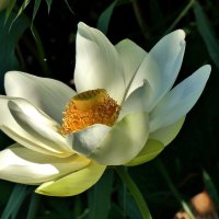 Лотоса  белый  цветок ! :: backareva.irina Бакарева