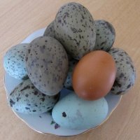Яйца Чаек и одно куриное :: Вера Щукина