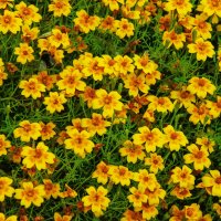 Цветы на газоне Державинского парка на Фонтанке :: Стальбаум Юрий 
