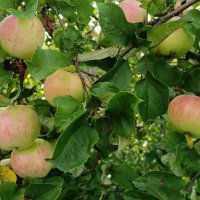 Вышневолоцкие яблочки :: Мария Васильева