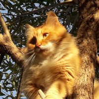 Рыжий кот взобрался на дерево :-) :: Иван Обожин