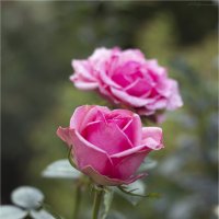 Розы :: Анастасия Северюхина