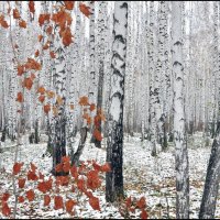 Первый снег :: **** vedin