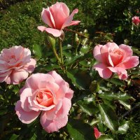Сентябрьские розы :: Лидия Бусурина