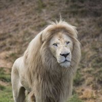 White lion :: Al Pashang 
