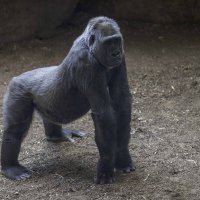 Western lowland gorilla :: Al Pashang 