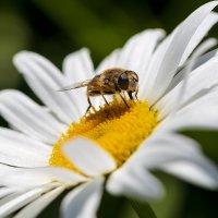 Пчела на ромашке :: Александр Синдерёв