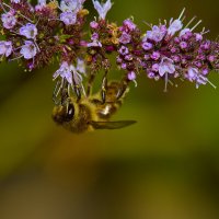 Пчела... :: Александр Посошенко