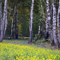 Прощальная краса :: Татьяна Лютаева