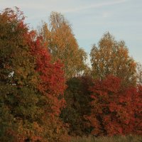 Осенний :: OLGA 