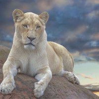 White lion :: Al Pashang 