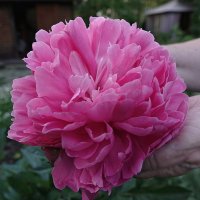 Прекрасный розовый пион :: Светлана Каруненко
