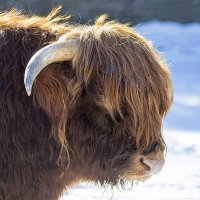 Highland cattle :: Al Pashang 