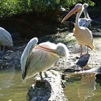 Зоопарк, Аугсбург...Пеликаны :: Galina Dzubina