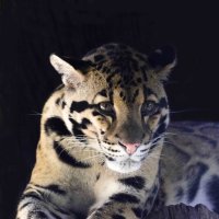 Clouded leopard :: Al Pashang 