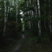 В тёмно-синем лесу :: Сергей Царёв
