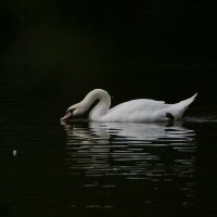 Белый лебедь  :: Виктория 