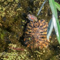 Красноухая черепаха в осеннем пруду :: Игорь Сарапулов