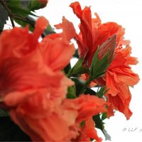 Гибискус или китайская роза :: Liudmila LLF