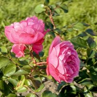 Сентябрьские розы :: Любовь Зинченко 
